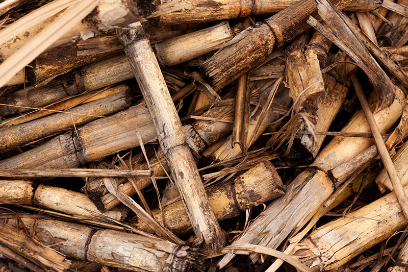 Biomasse: Cosa Sono? Quali sono i Vantaggi per l’Ambiente?